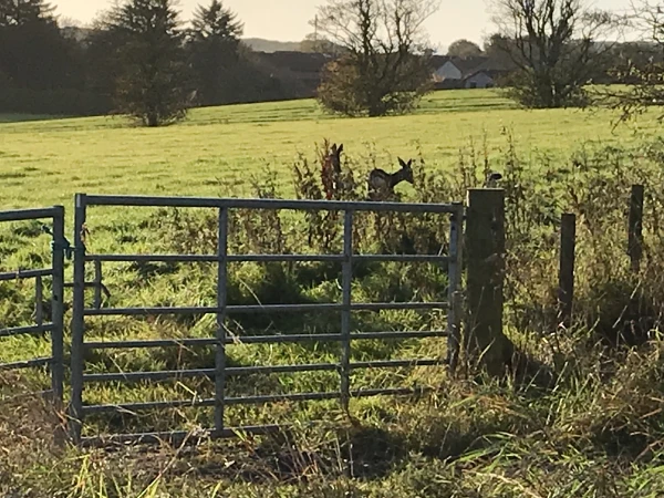 Action for Climate and Environment Newburgh-17